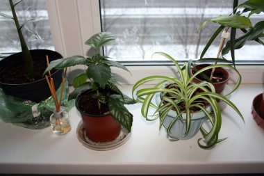 Klorofil ve amber çiçeği pencere pervazında bir tencerede. Arkaplan.