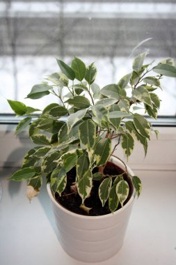 Pencere pervazında beyaz bir çömlek..