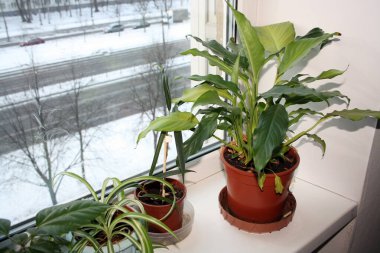 Pencere kenarında bir tencerede Spatphyllum. Arkaplan.