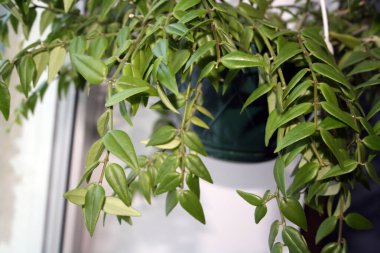 Beyaz arka planda Hoya Bella 'nın dalları. Metin için boşluk.