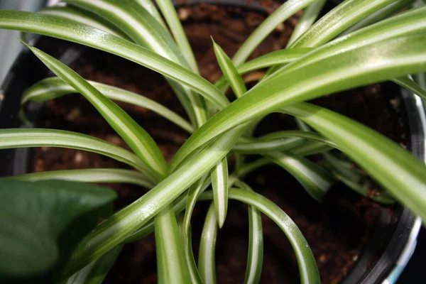 Zielone Liście Chlorophytum Jako Tło Miejsce Tekst — Zdjęcie stockowe