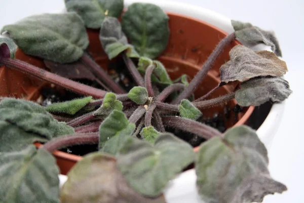 Uma Violeta Moribunda Numa Panela Num Fundo Branco Espaço Para — Fotografia de Stock