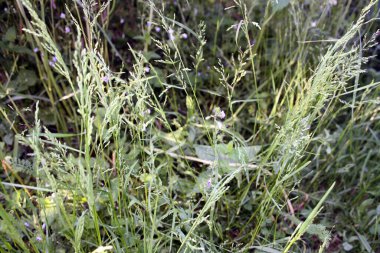 Bahçedeki yabani otların kulakları. Geçmişi. Metin için boşluk.