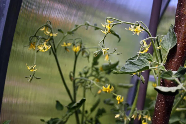 Tomato flowers on a branch in a greenhouse. Space for text.