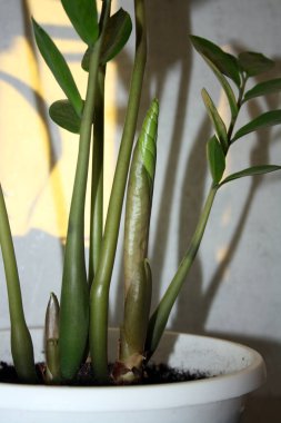 Beyaz bir tencerede genç bir zamiokulka filizi. Metin için arkaplan.