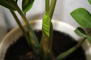 Beyaz bir tencerede genç bir zamiokulka filizi. Metin için arkaplan.