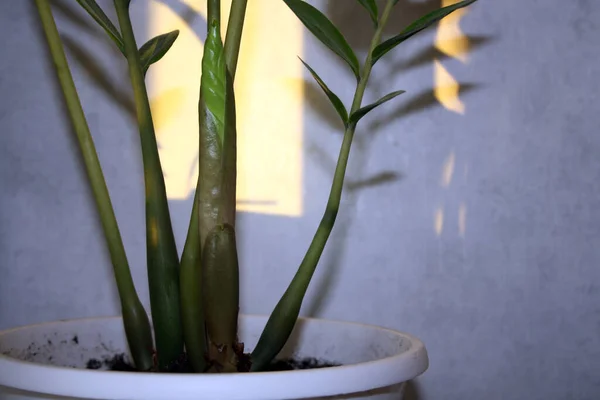 Een Jonge Spruit Van Zamiokulka Een Witte Pot Achtergrond Van — Stockfoto