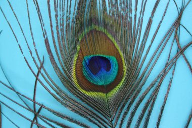 Mavi arka planda bir tavus kuşu tüyü. Metin için boşluk.