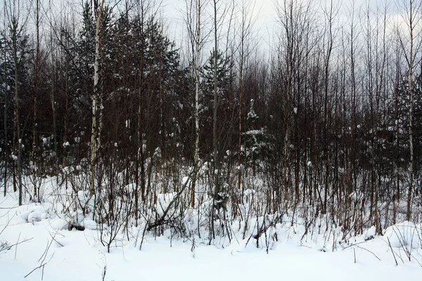 눈덮인 눈으로 나무숲 — 스톡 사진