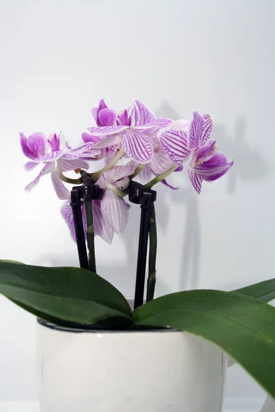Fiore Del Orchid Uno Sfondo Bianco Spazio Testo — Foto Stock