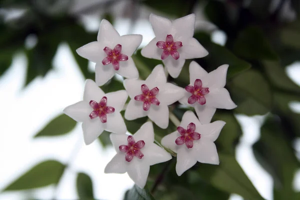 Cabang Hoya Bella Pada Latar Belakang Putih Ruang Untuk Teks Stok Lukisan  