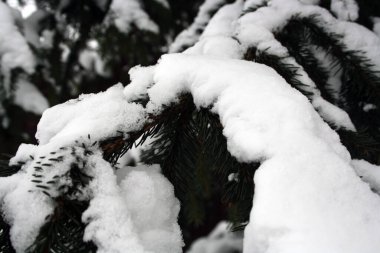 Beyaz pofuduk karla kaplı yeşil ladin dalları. Metin için arkaplan.