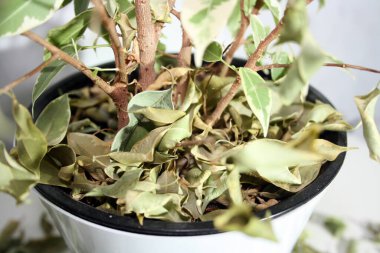 Çiçek saksısında bir saksı, duvarın yanındaki bir masada. Düşen yapraklar.