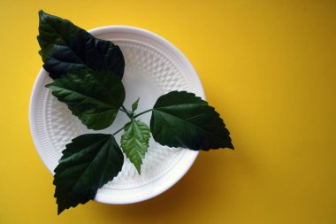 Suda beyaz bir tabakta bir amber dalı. Sarı arka plan. Metin için boşluk.