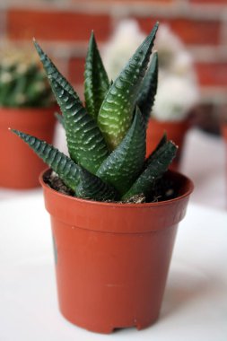 Hawrothia Limofolia. A small succulent in a pot. White background.