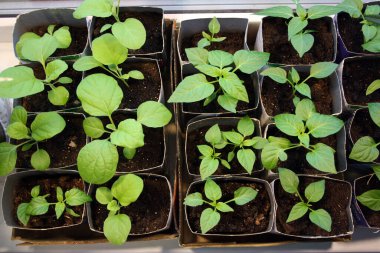 Young eggplant and pepper sprouts grow on the window. Garden on the windowsill.