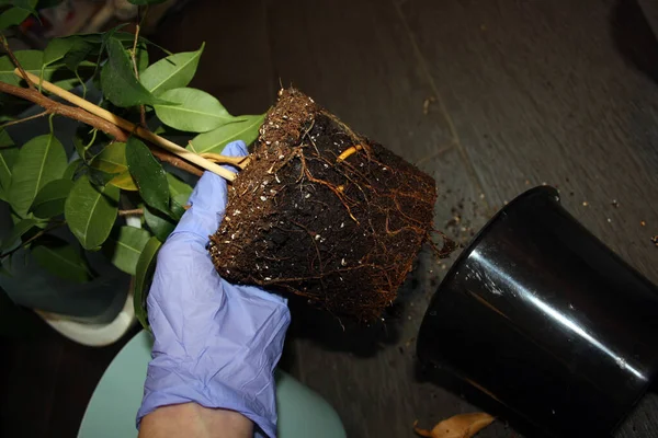 Mentransplantasikan Ficus Dalam Pot Baru Dengan Ukuran Yang Lebih Besar Stok Gambar