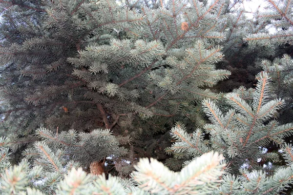 Branches Blue Spruce Close — Stock Photo, Image