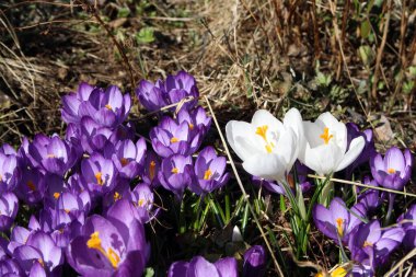 Bahar bahçesinde mor timsahlar çiçek açtı. İlk çiçekler..