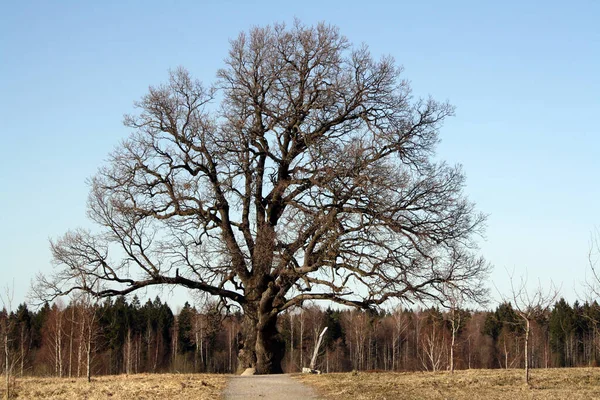 Chêne Vieux Deux Siècles Dans Les Champs Printemps Vieil Arbre — Photo