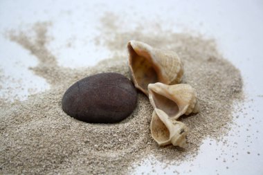 Deniz yuvarlak taşları ve deniz kabukları ince kumların üzerinde. Seçici odaklanma. Metin için boşluk.