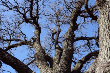 Mavi gökyüzüne karşı 200 yıllık bir meşe ağacının dalları. Yaprakları olmayan yaşlı bir ağaç..
