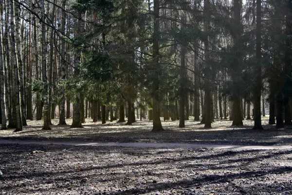 Pnie Drzew Parku Długie Cienie Poranny Las — Zdjęcie stockowe
