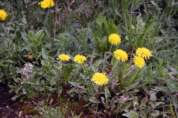 Gele Paardebloemen Voorjaarstuin — Stockfoto