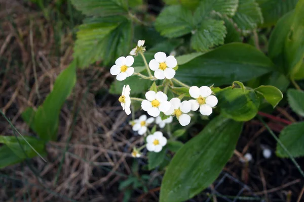 花园里的草莓花 — 图库照片