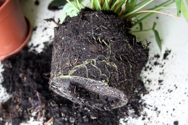 Anthurium Flor Interna Tomado Fora Potenciômetro Raízes Das Plantas Interior Imagens De Bancos De Imagens