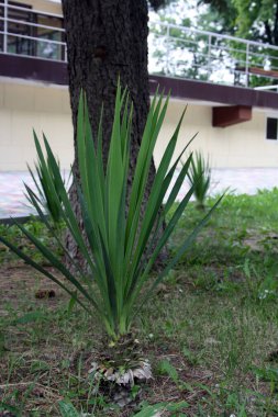 Manzara tasarımlı palmiye ağacı. Yucca vahşi doğada.