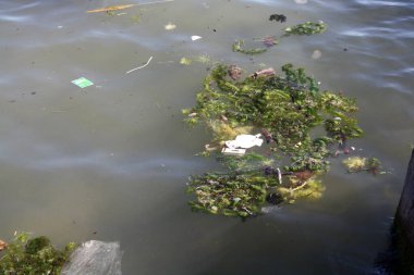 Karadeniz 'in sularında çamur ve algler. Çevre kirliliği. Kirli deniz suyu.