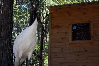 Hayvanat bahçesinde beyaz bir vinç.