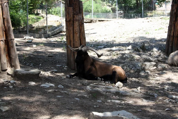 Hayvanat bahçesindeki dağ keçisi.