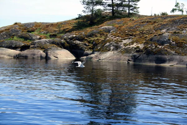 Karelska Näsets Fjordar Klippiga Öar Det Vilda Det Karelen Landskap — Stockfoto