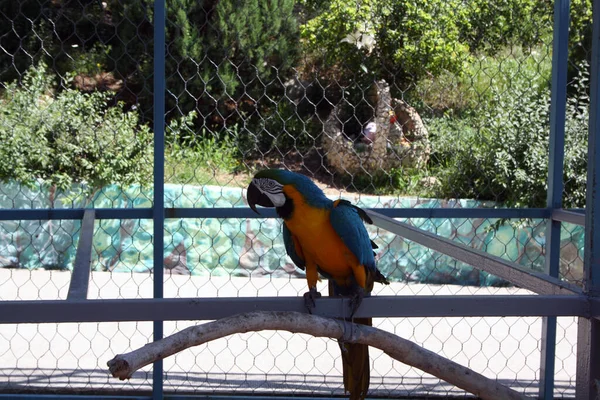 Een Helderblauwe Papegaai Zit Een Tak Dierentuin Stockafbeelding