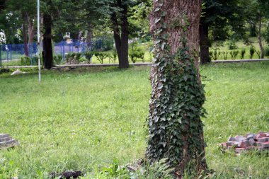 Yeşil sarmaşığa sarılmış bir ağaç gövdesi. Manzarada Hedera.