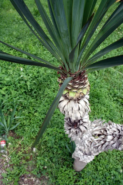 Stock image Palm tree in landscape design. Yucca in the wild.