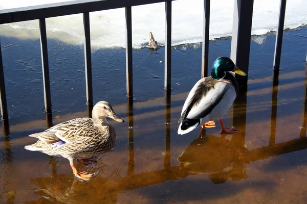 Pássaros Num Lago Congelado Parque Mallard Pato Selvagem — Fotografia de Stock