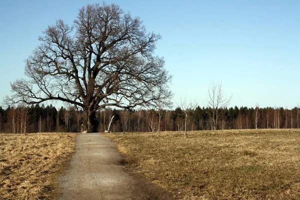 Dąb Który Dwa Stulecia Polu Wiosną Stare Drzewo Bez Liści — Zdjęcie stockowe