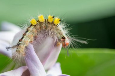 Bulanık bir arkaplanda çiçeklere yapışan tırtıllar.