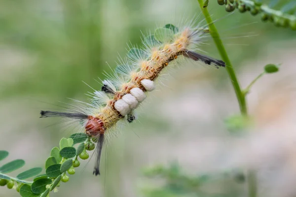 Bruco Mangiare Foglie Uno Sfondo Sfocato — Foto Stock