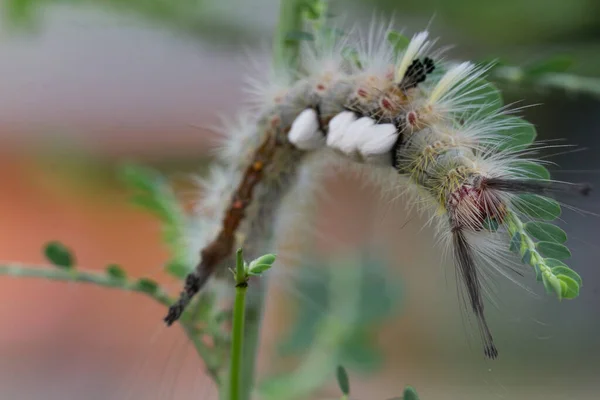 Bruco Mangiare Foglie Uno Sfondo Sfocato — Foto Stock