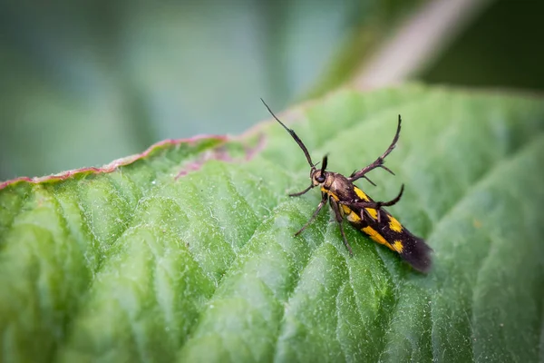 Piccolo Insetto Con Corpo Lungo Nero Con Cintura Gialla — Foto Stock