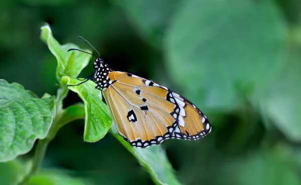Narancs Szárnyas Pillangók Ültetett Zöld Levelek Homályos Háttér — Stock Fotó