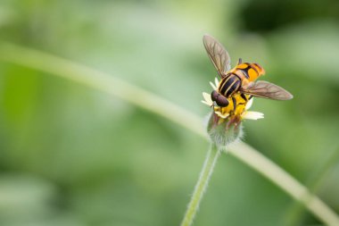 Hover fly, Diptera (Syrphidae )