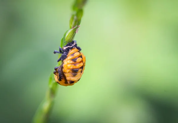 橙色昆虫幼虫依附在树干杂草上 — 图库照片