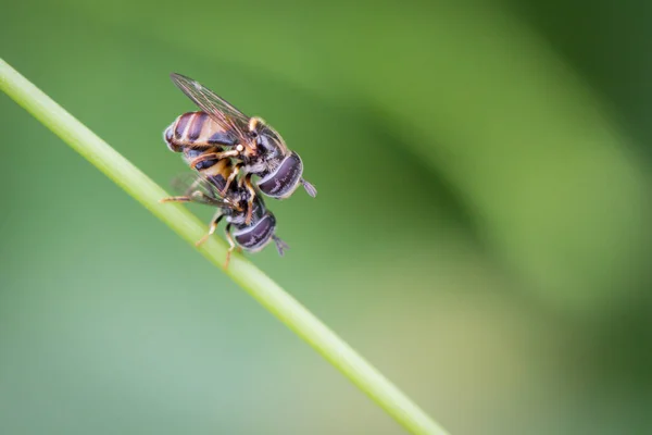 Hover Fly Diptera Syrphidae — стоковое фото