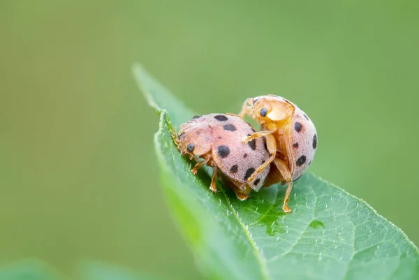 Henosepilachna Elaterii Gourd Ladybird Апельсини Розмножуються Листках Після Дощу — стокове фото