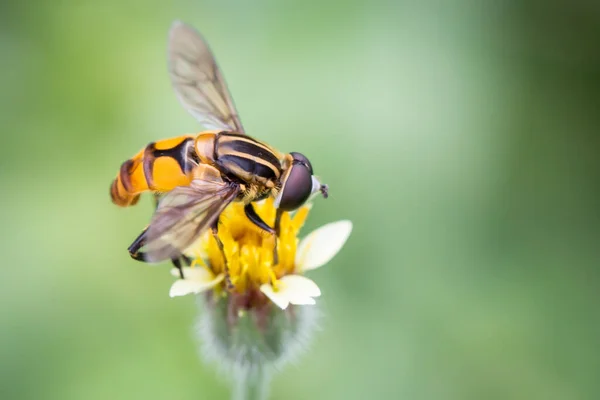 Unosząca Się Mucha Diptera Syrphidae — Zdjęcie stockowe